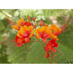 BREZYLKA NADOBNA Caesalpinia Pulcherrima