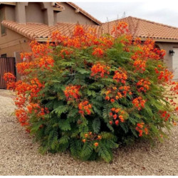 BREZYLKA NADOBNA Caesalpinia Pulcherrima