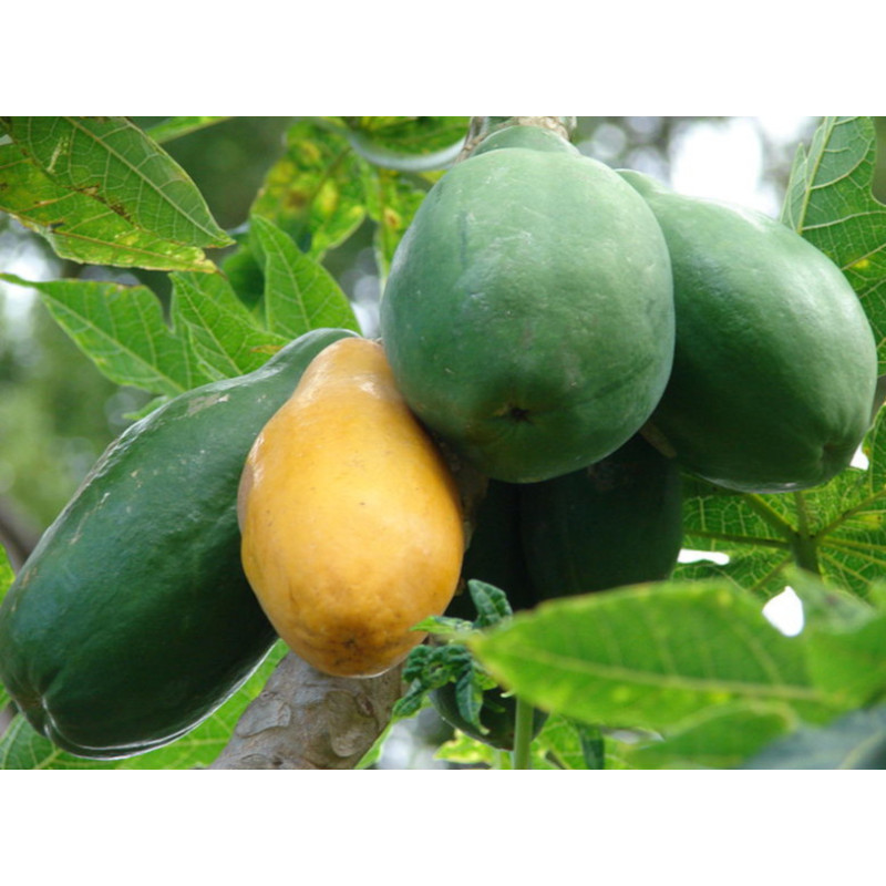 MELONOWIEC WŁAŚCIWY Carica papaya