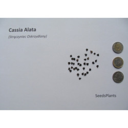  STRĄCZYNIEC OSKRZYDLONY  Cassia Alata