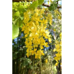 STRĄCZYNIEC CEWIASTY Cassia fistula