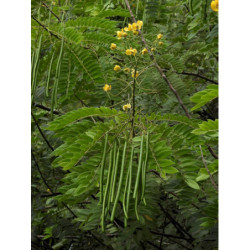 STRĄCZYNIEC CEWIASTY Cassia fistula