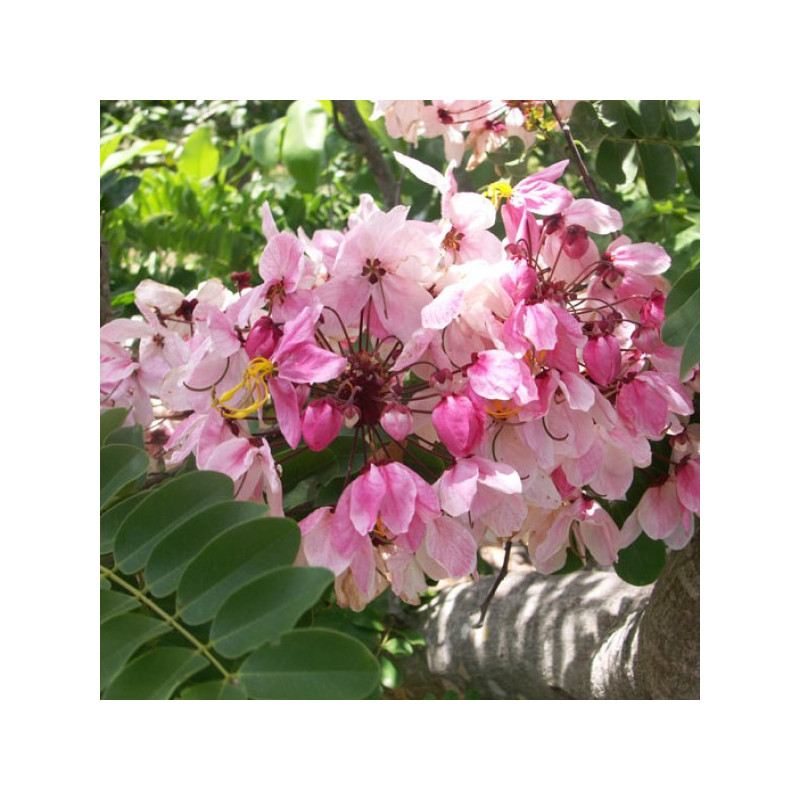 CASSIA NODOSA Cassia Nodosa