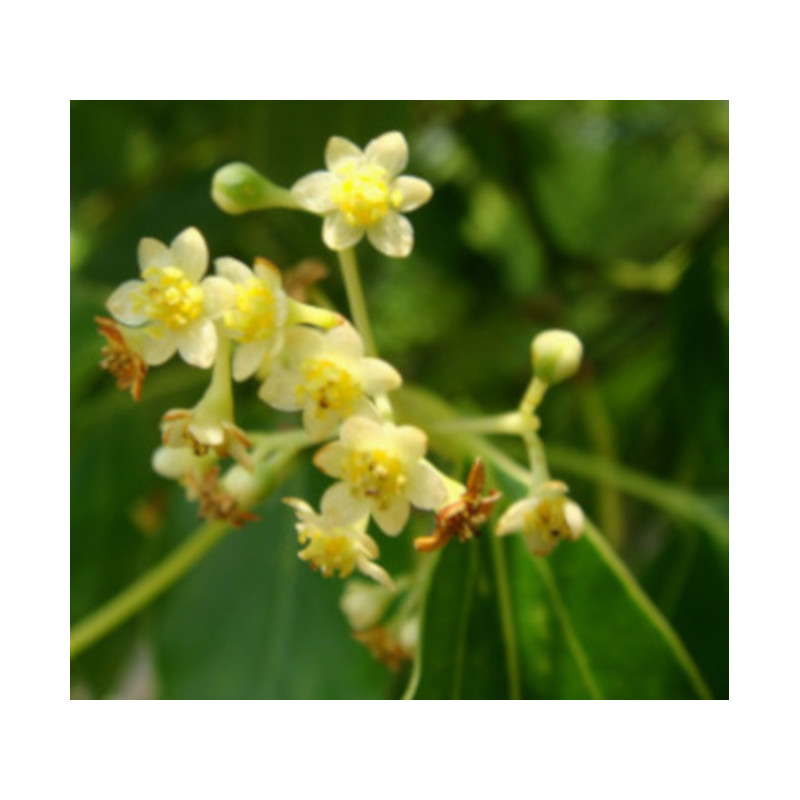 CYNAMONOWIEC KAMFOROWY Cinnamomum camphora