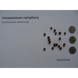 CYNAMONOWIEC KAMFOROWY Cinnamomum camphora