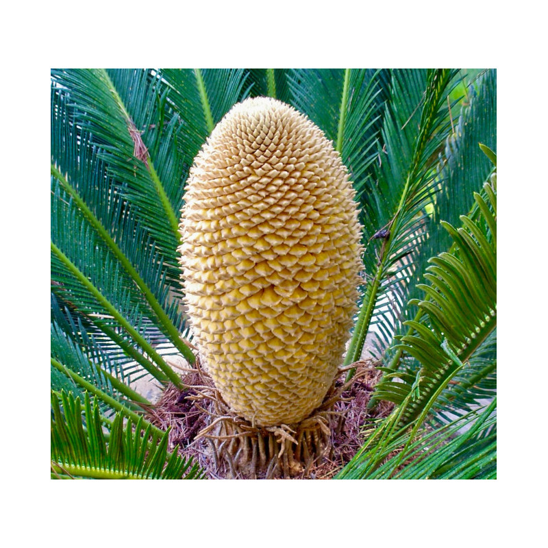 SAGOWIEC ODWINIĘTY Cycas revoluta