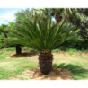 SAGOWIEC ODWINIĘTY Cycas revoluta