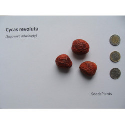 SAGOWIEC ODWINIĘTY Cycas revoluta