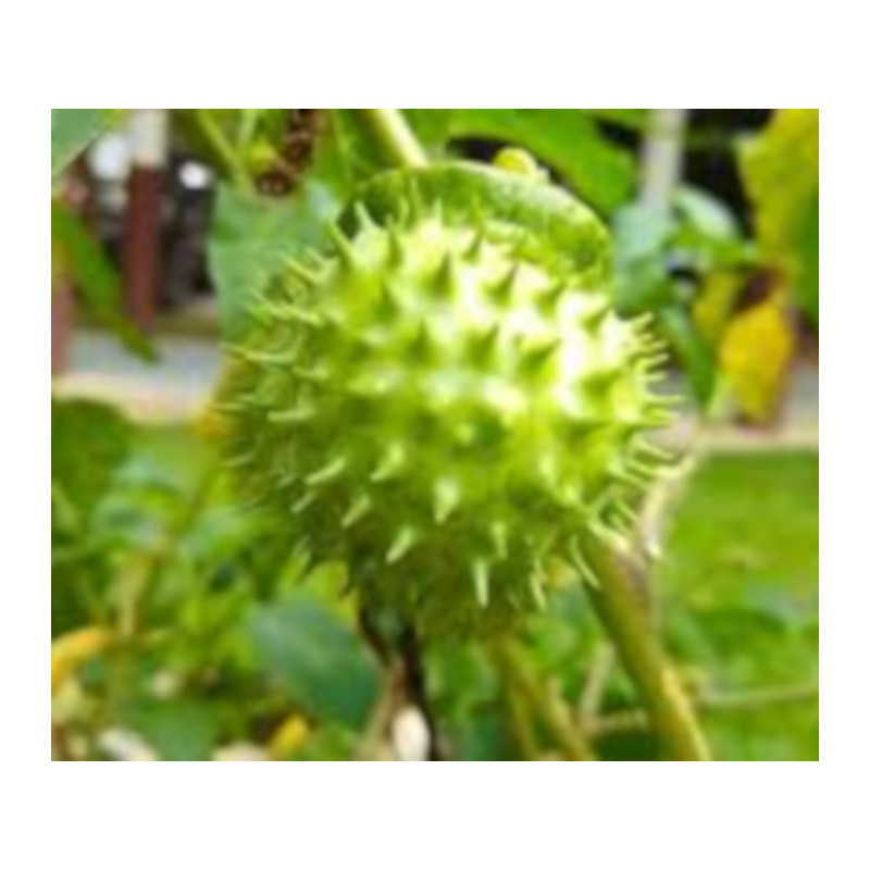 BIELUŃ SURMIKWIAT Datura Metel