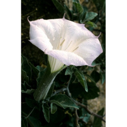 BIELUŃ SURMIKWIAT Datura Metel