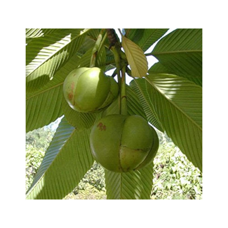 SŁONIOWE JABŁKO Dillenia indica