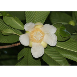 SŁONIOWE JABŁKO Dillenia indica