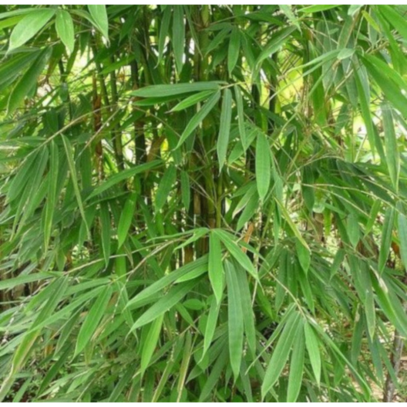 BAMBUS ŻELAZNY Dendrocalamus strictus