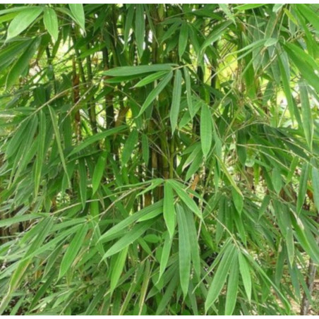 BAMBUS ŻELAZNY Dendrocalamus strictus