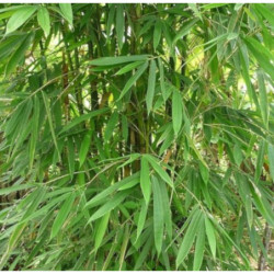 BAMBUS ŻELAZNY Dendrocalamus strictus