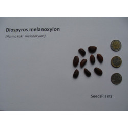 HURMA KAKI MELANOXYLON Diospyros melanoxylon