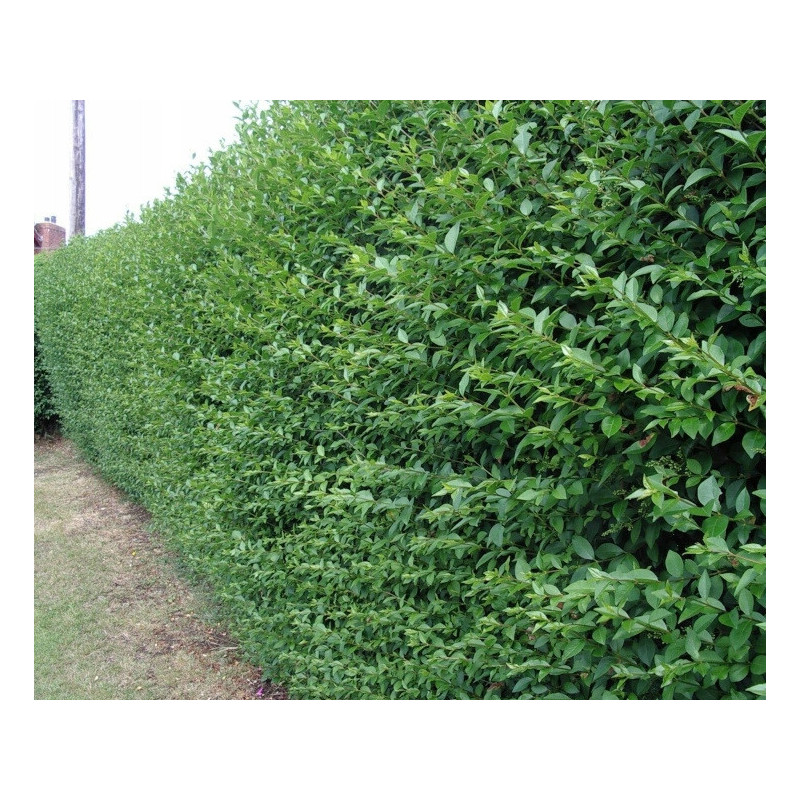 LIGUSTR POSPOLITY  Ligustrum vulgare