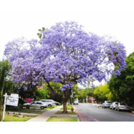 JAKARANDA MIMOZOLISTNA Jacaranda mimosifolia