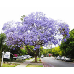 JAKARANDA MIMOZOLISTNA Jacaranda mimosifolia