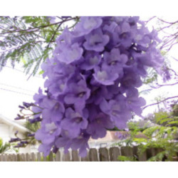 JAKARANDA MIMOZOLISTNA Jacaranda mimosifolia