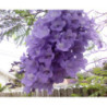 JAKARANDA MIMOZOLISTNA Jacaranda mimosifolia