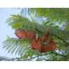 JAKARANDA MIMOZOLISTNA Jacaranda mimosifolia