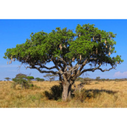 KIGELIA AFRYKAŃSKA Kigelia pinnata