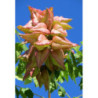 MYDLENIEC WIECHOWATY Koelreuteria paniculata