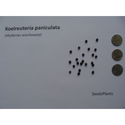 MYDLENIEC WIECHOWATY Koelreuteria paniculata