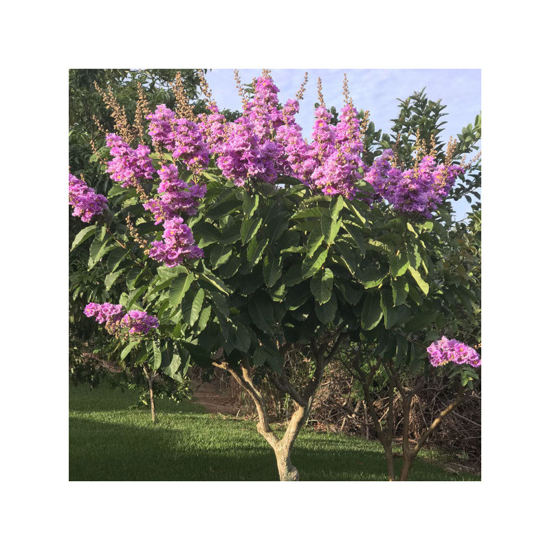LAGERSTROEMIA WSPANIAŁA Lagerstroemia speciosa