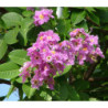 LAGERSTROEMIA WSPANIAŁA Lagerstroemia speciosa
