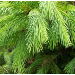 ŚWIERK HIMALAJSKI Picea smithiana