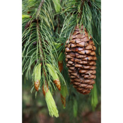 ŚWIERK HIMALAJSKI Picea smithiana