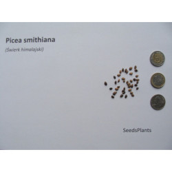 ŚWIERK HIMALAJSKI Picea smithiana