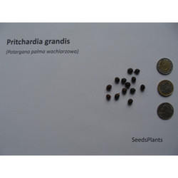 POTARGANA PALMA WACHLARZOWA Pritchardia grandis