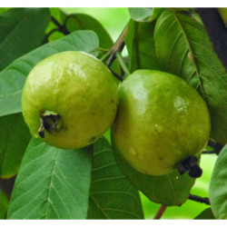 GUJAWA POSPOLITA Psidium guajava