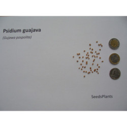 GUJAWA POSPOLITA Psidium guajava