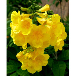 TEKOMA PROSTA Tecoma stans