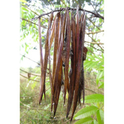 TEKOMA PROSTA Tecoma stans