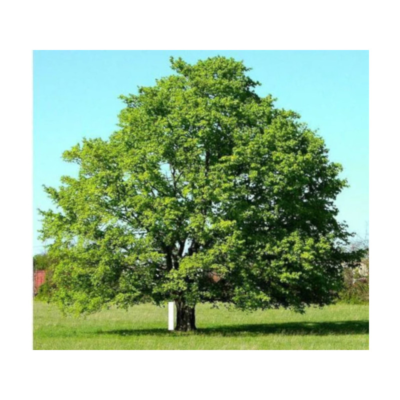 MIGDAŁECZNIK BELLIRICA Terminalia bellirica