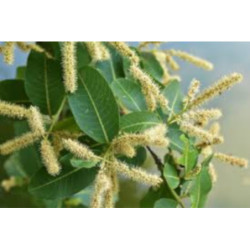 MIGDAŁECZNIK BELLIRICA Terminalia bellirica