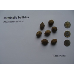 MIGDAŁECZNIK BELLIRICA Terminalia bellirica