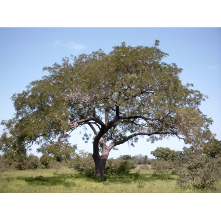 AFRYKAŃSKA SZARAŃCZA Parkia biglandulosa