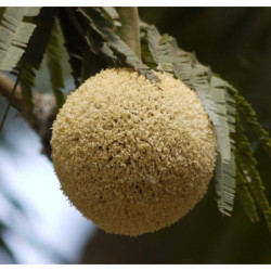 AFRYKAŃSKA SZARAŃCZA Parkia biglandulosa