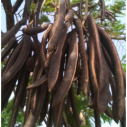 AFRYKAŃSKA SZARAŃCZA Parkia biglandulosa