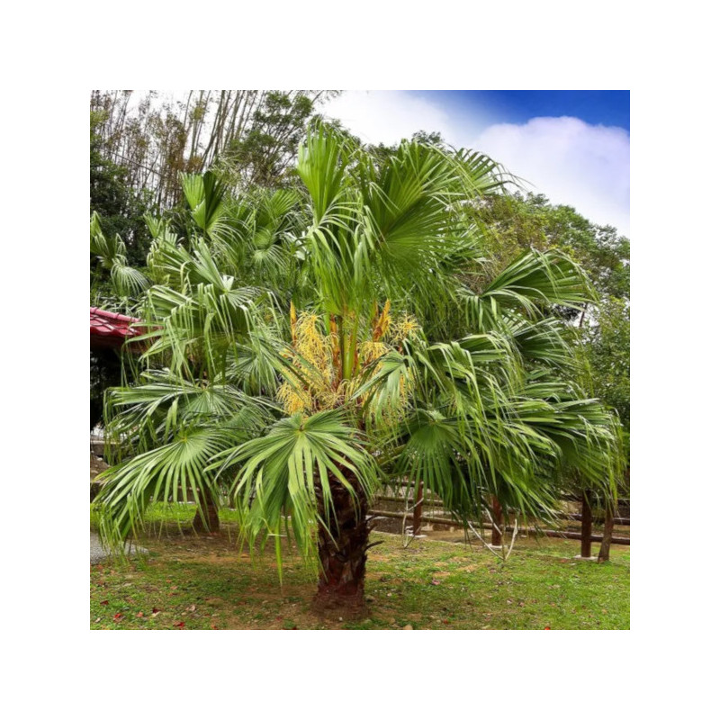 LIWISTONA CHIŃSKA Livistona chinensis