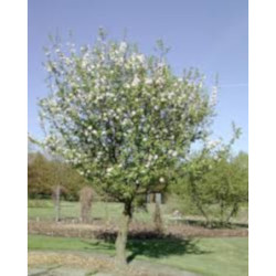 JABŁOŃ DZIKA Malus sylvestris