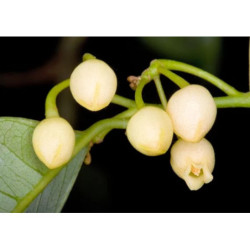 MUSZKATOŁOWIEC KORZENNY Myristica fragrans