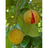 MUSZKATOŁOWIEC KORZENNY Myristica fragrans