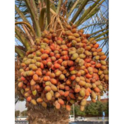 DAKTYLOWIEC WŁAŚCIWY Phoenix dactylifera